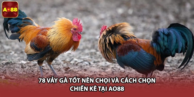 78 Vảy Gà Tốt Nên Chọi Và Cách Chọn Chiến Kê Tại AO88