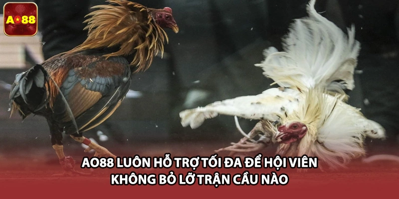 AO88 luôn hỗ trợ tối đa để hội viên không bỏ lỡ trận cầu nào