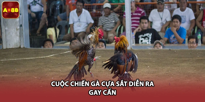 Cuộc chiến gà cựa sắt diễn ra gay cấn
