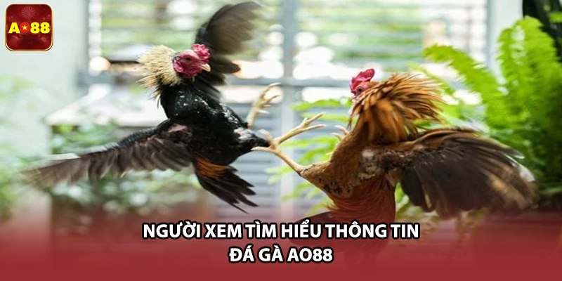 Người xem tìm hiểu thông tin đá gà AO88