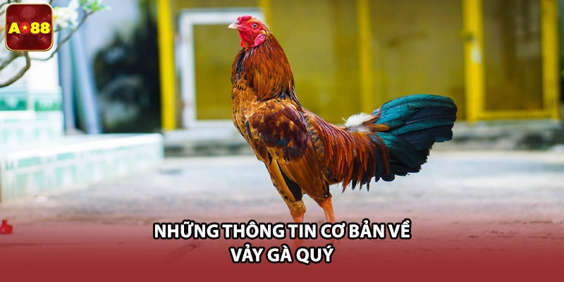 Những thông tin cơ bản về vảy gà quý