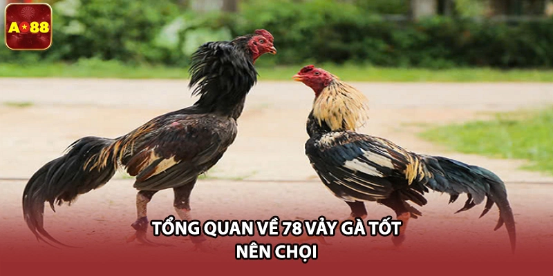 Tổng quan về 78 vảy gà tốt nên chọi